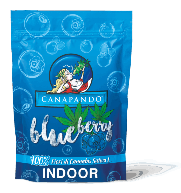 BLUEBERRY indoor